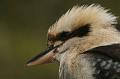 Kookaburra, Tindale Gardens IMG_6938